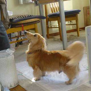 「空太朗」穏やかで人が大好きな子