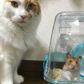 ゴールデンハムちゃんです！