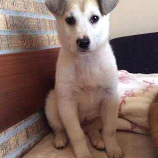 ボンボン 子犬4ヵ月