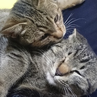 まるちゃん＆チビちゃん