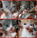 エキゾチックの子猫４匹飼い主さん募集