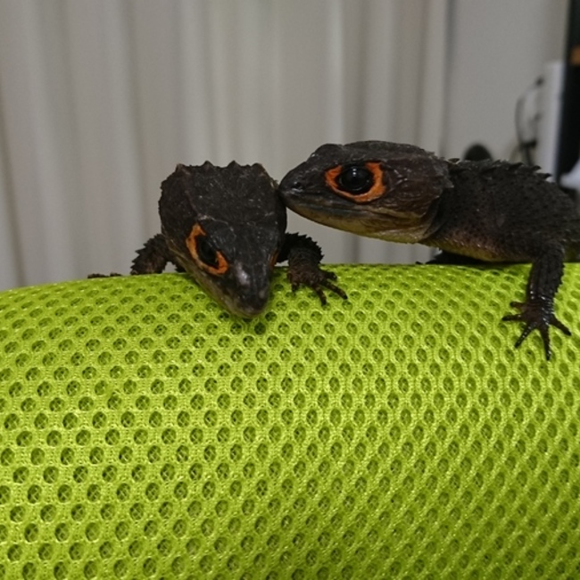 タクミン ZOOのカバー写真