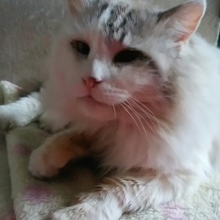 フワフワの白毛【雑種:ラグドール+？】