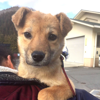 あどけない仔犬の女の子♪