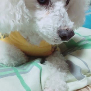 推定2才白のトイプードル