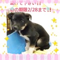 期限：2/28　子犬ちゃんを救ってください。