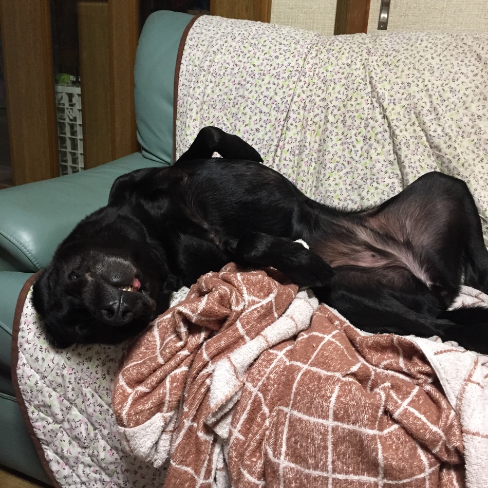 リンのカバー写真