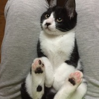 コマさん