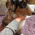成犬の中型から大型犬の里親募集します。