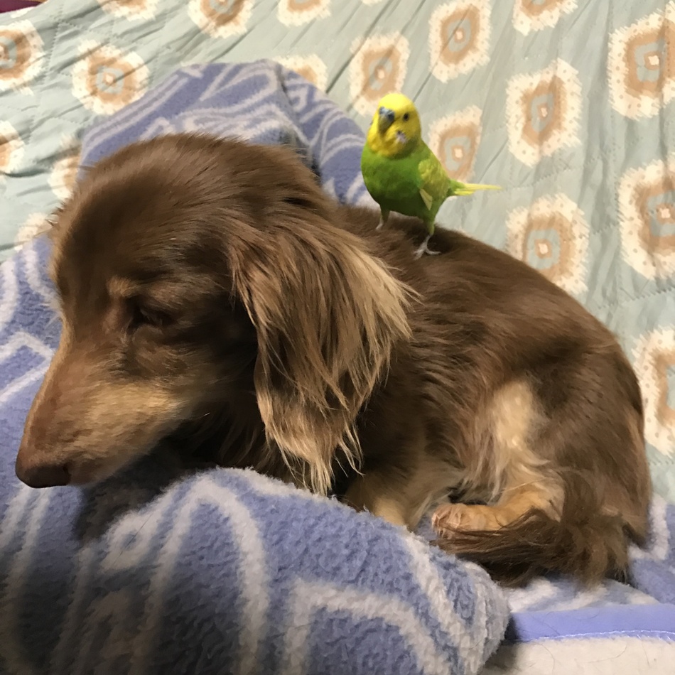 ベッキーのカバー写真