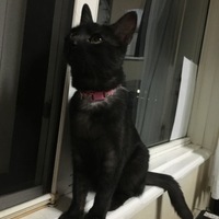 ぴかちゅう