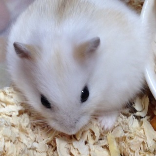 可愛さ抜群☆手乗りプティングハムスター♪