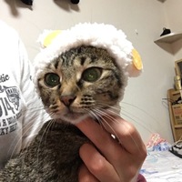 ロビン