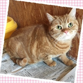 おっとりアメショー