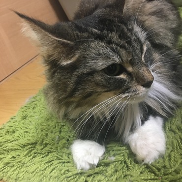 毛玉カットで細っそりしてます。(´ω｀)