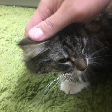 恐々と撫でられてます。慣れてくれればいいな♪