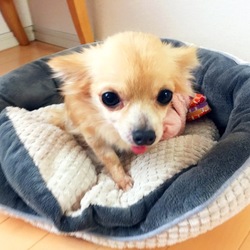 ☆奈良☆新しい家族探し会☆ミニバザー サムネイル2