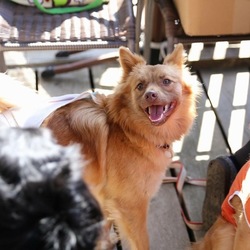 ☆奈良☆新しい家族探し会☆ミニバザー サムネイル3