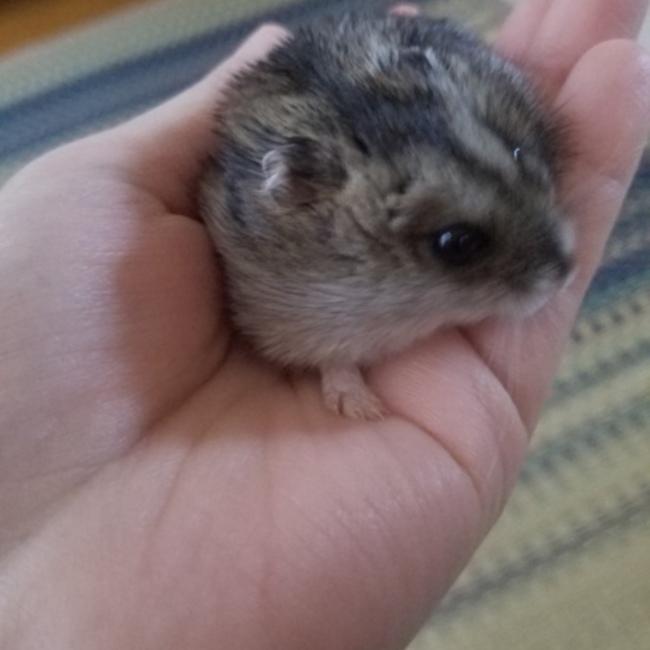 ちゃんよしのカバー写真