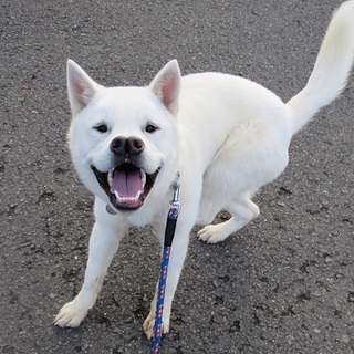 モフモフフワフワ真っ白おっとり王子・冬至くん