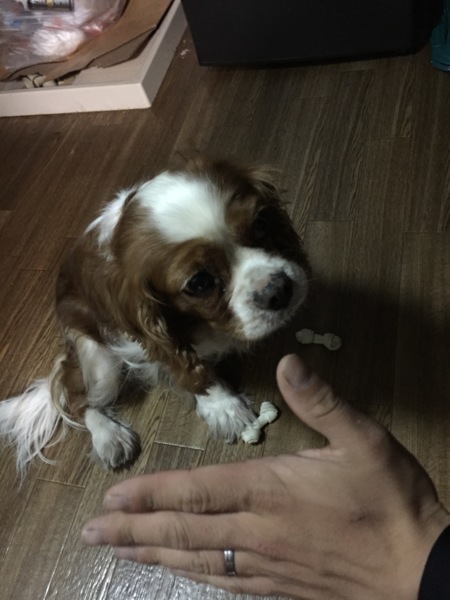 パインちゃん♀