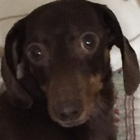 ひぽ