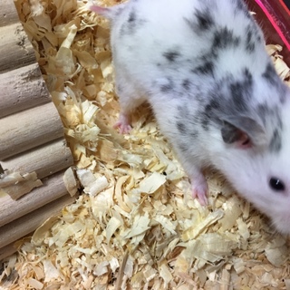 ダルメシアンハムスター