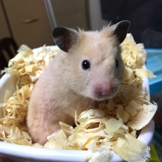 キンクマハムスター