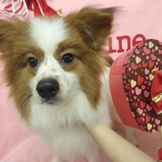 懐こいパピヨンの男の子です。