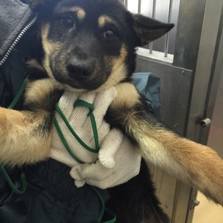 【譲渡されました】大人しくて可愛い子犬です