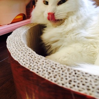 ノルウェジアンフォレストキャット