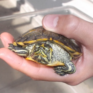 ｲｴﾛｰﾍﾞﾘｰﾀｰﾄﾙ　生後7ヶ月です。