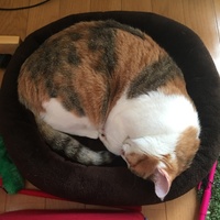 みーちゃん