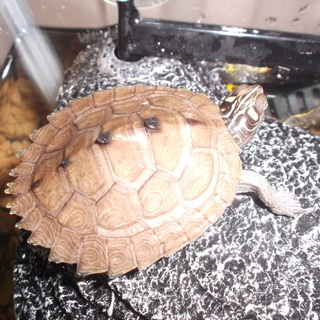 ﾌﾄﾏﾕﾁｽﾞｶﾞﾒ　生後７ヶ月です。