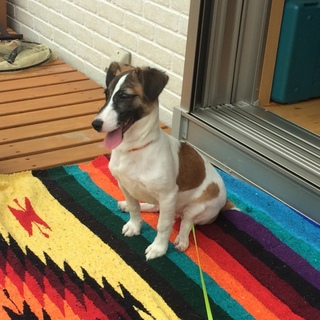 元気いっぱい！人間大好き♂