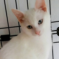 譲渡会   in ネコ市ネコ座@池袋マルイ 