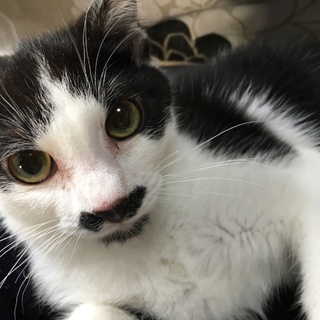 ハチワレ チャップ新しいおうちが決まりました。