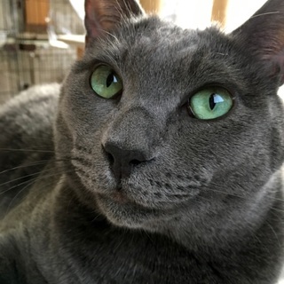 穏やかで風格あるロシアンミックスボーイ・ロッシ♪