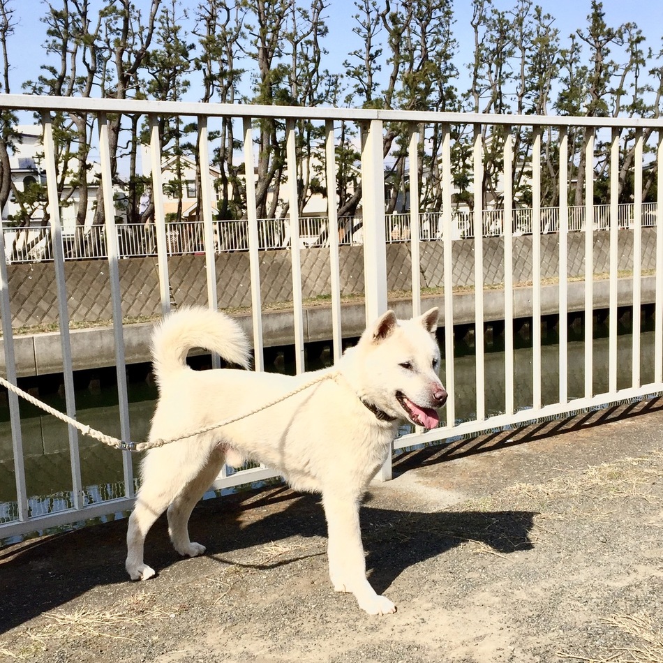 ヨシ君のカバー写真