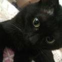 優しくて寂しがりやの黒猫ちゃん