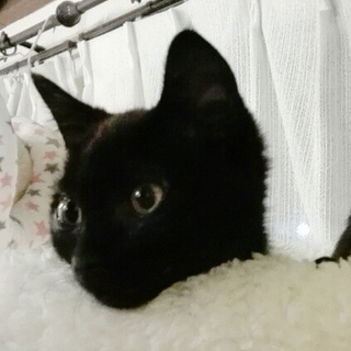 一時停止　おひざに乗ってくるらしちゃん