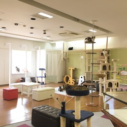 保護猫カフェ「ネコリパブリック江南店」です。