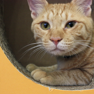 保護猫カフェ「チャイ」