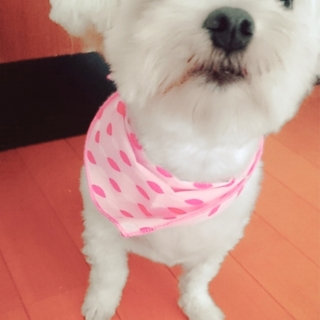 家族に迎えて下さい