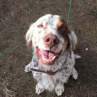 【決定！】性格花丸「ハウル」くん。