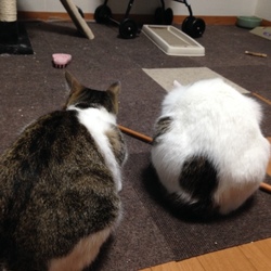 ちーちゃんが。。