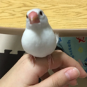 白い手乗り文鳥