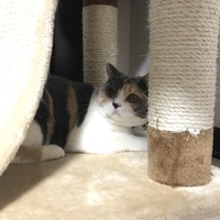 ねこぷ〜