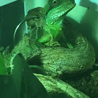 インドシナウォータードラゴン