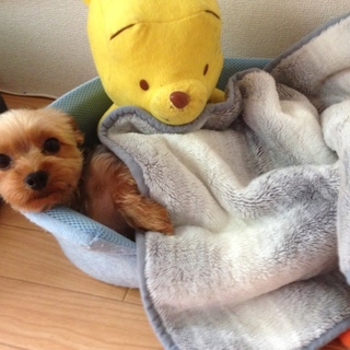 ヨークシャーテリアのタズくん5さい